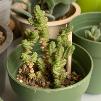 多肉植物に詳しい方 名前を教えていただけたら嬉しいです小さなプチプチが密集して Yahoo 知恵袋