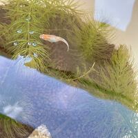 メダカの産卵時間はどこで見ても早朝とあるのですが 我が家のメダカは朝以 Yahoo 知恵袋