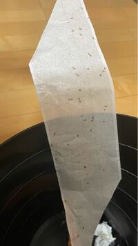 リビングの壁にふと気づいたらたくさんの小さい虫が何十匹もいたのですが Yahoo 知恵袋