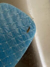 この虫がなにかわかる方いらっしゃいますでしょうか 凍結スプレー噴射後 Yahoo 知恵袋