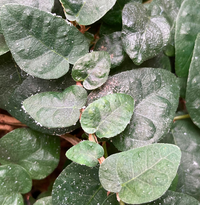 観葉植物の白い粉 ベトベト観葉植物のプミラが 白い粉をまぶしたようになってしま Yahoo 知恵袋