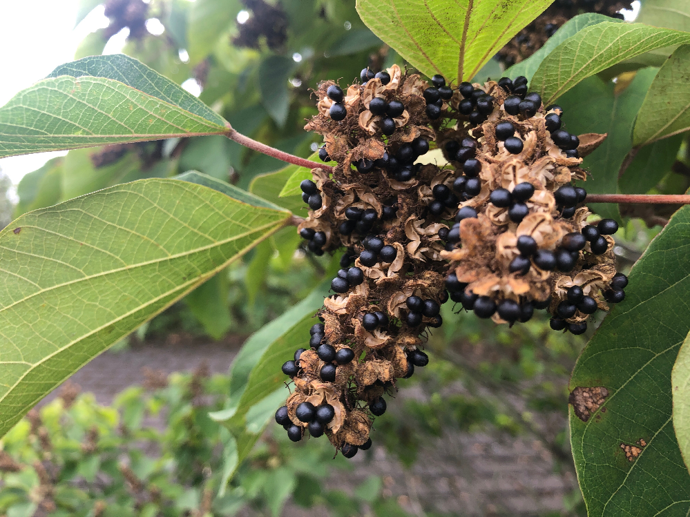 胡蝶蘭の葉焼してしまった後の対策を教えて下さい 夏の直射日光 Yahoo 知恵袋