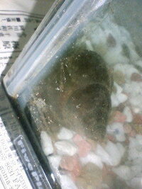 タニシの稚貝がすぐ死んでしまいます タニシの稚貝はどのようにして育 Yahoo 知恵袋