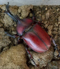 このカブトムシの種類って日本のカブトムシのヤマトカブトムシで合ってますか 人か Yahoo 知恵袋