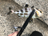 この魚はなんという魚ですか？？

山口県の日本海側で釣れました。 