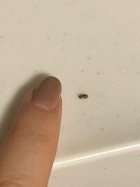 100枚 この虫なんですか 戸建ての家に良く出ます 隣が空き地で草ぼーぼ Yahoo 知恵袋