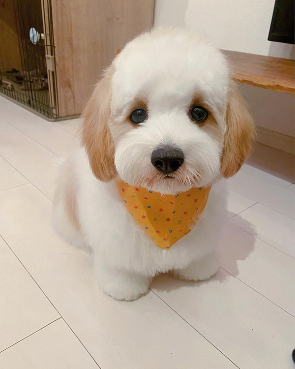 犬種を教えて下さい キャバリアとビションフリーゼのミックス犬で名前はあんち Yahoo 知恵袋