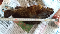 最近港で３３cmのカサゴを釣りました かなり喜んだのですが調べたと Yahoo 知恵袋