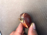 栗の芽が出ていました 植えたら木になるでしょうか 畑に植えれば Yahoo 知恵袋