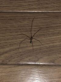 なんて言う虫ですか クモ ザトウムシ 家に出ました Yahoo 知恵袋