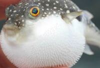 フグを捕食する生き物は存在しますか 現在自然界でフグを食べ Yahoo 知恵袋