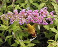 見たことのないもので 驚いて写真をとりました この写真に写っている生 Yahoo 知恵袋