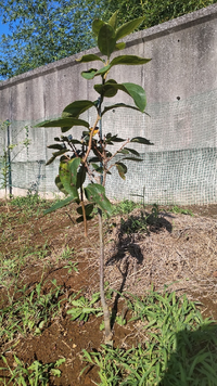 紫陽花をホームセンターで1株買ってきました 満開の状態で 5つ花がついて Yahoo 知恵袋