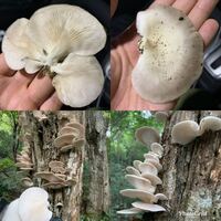 キノコに詳しい方 至急お願いいたします 本日採取しました こちらのキノコ Yahoo 知恵袋