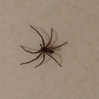 トイレに12cmくらいの蜘蛛がいたのですが、この蜘蛛は害はないでしょうか？
外に出すにはどうしたらよいでしょうか？ 