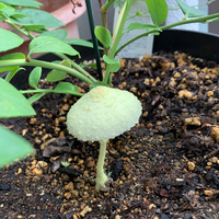 今朝ベランダのブルーベリーの植木鉢の中に見たこともないキノコが生えていました。これはなんて言うキノコでしょうか？傘の直径は約3〜4センチです。 