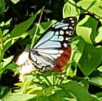 蝶の名前

これ、なんという蝶ですか？
尾羽が赤くて上の羽は青くて、とても綺麗でした。高原にいました。
宜しくお願い致します。 