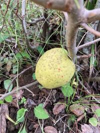 庭のボケの木に今年も実がなりました 木の実は食べられますかお尋ねし Yahoo 知恵袋