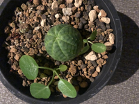 オベサ徒長 オベサが徒長してます まんまるのときが懐かしいです 笑 Yahoo 知恵袋