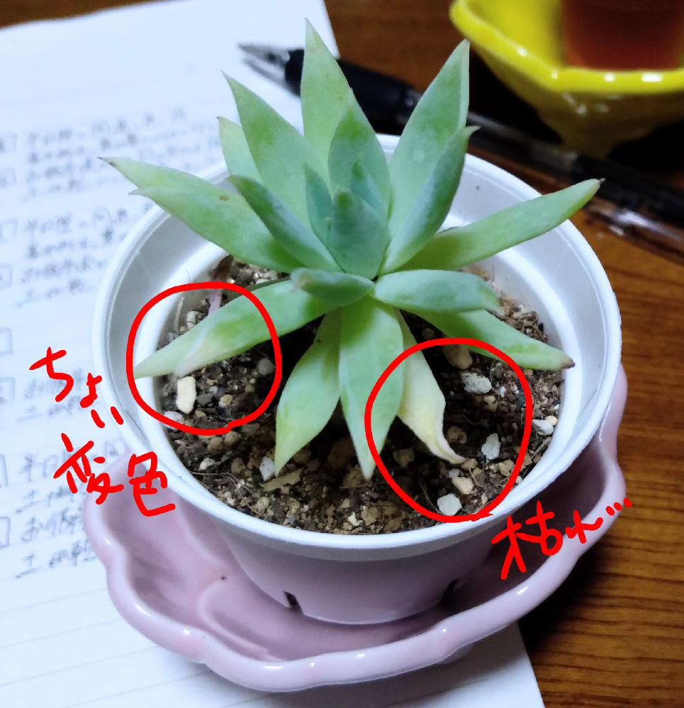 多肉植物の葉先が枯れかけてます セデベリア属ファンファーレです ホームセンター Yahoo 知恵袋