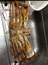 カニの足についている黒い粒 卵 先日通販でズワイカニを買ったのですが 足 Yahoo 知恵袋