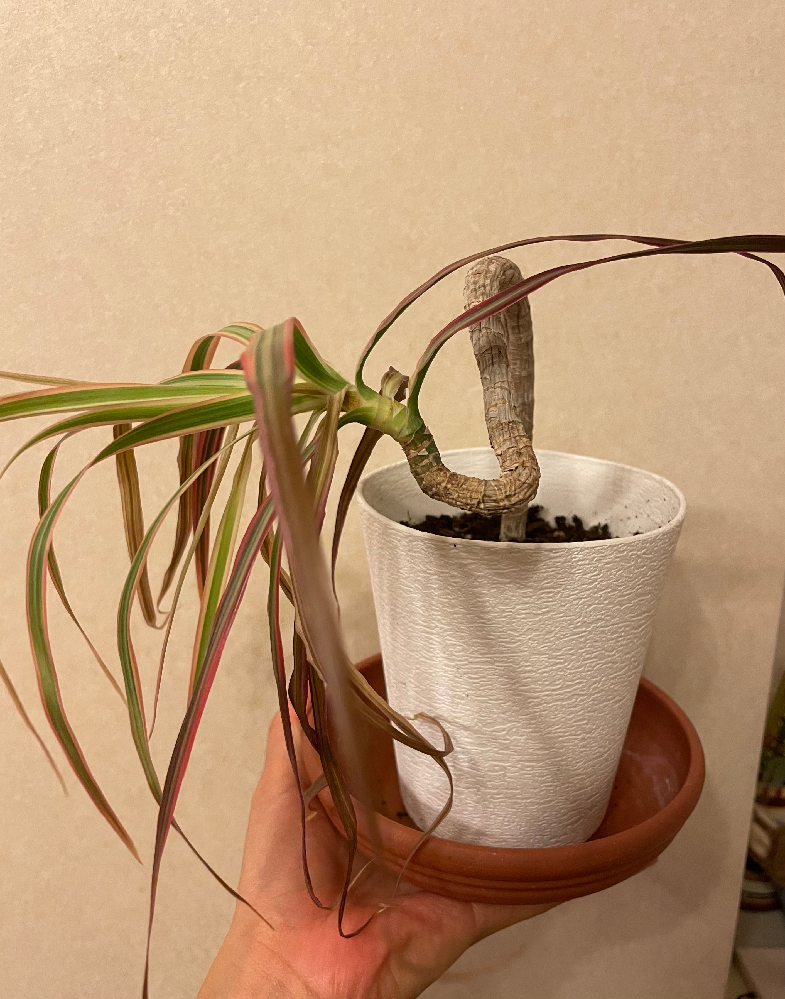 画像 ベンジャミンの植え替えで根を洗ってしまいました 2ヶ Yahoo 知恵袋