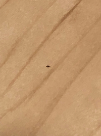 数日前から茶色い小さな虫をよく見かけるようになりました リビングにジョイントマ Yahoo 知恵袋