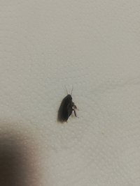 家でゴキブリが出ましたこのゴキブリの種類はなんですか 小さいけど羽が Yahoo 知恵袋