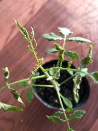 ミニトマトの苗なのですが 成長点あたりが縮れてきました モザイク病でしょ Yahoo 知恵袋