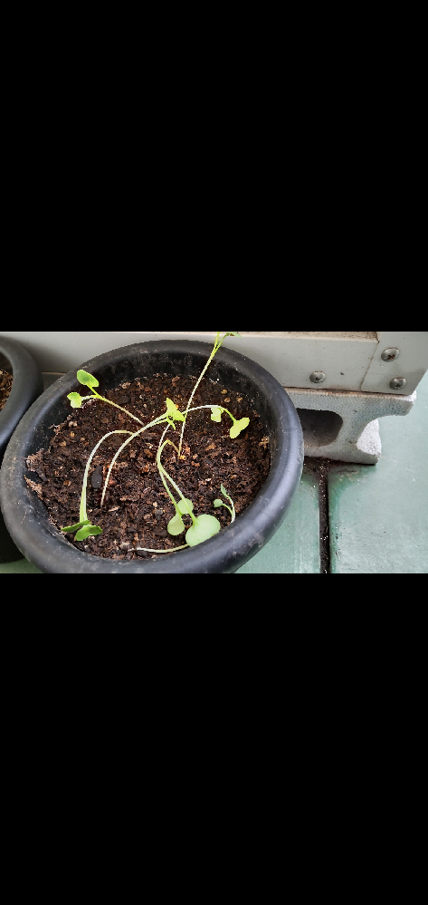 白菜を128穴セルトレイに種まきしましたが このまま畑に移植するか 72穴トレ Yahoo 知恵袋
