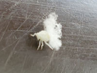 公園に白いふわふわの付いた白い虫がいました 2 3 くらいの大きさで Yahoo 知恵袋
