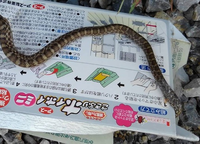 この蛇はシロマダラでしょうか あるいはマムシでしょうか 胴体の Yahoo 知恵袋