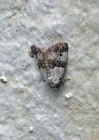 白い壁にそっくりな色の蛾が止まっていました 長いことじっと動かずにい Yahoo 知恵袋