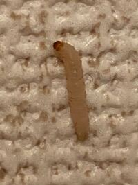 家の中にて 写真の幼虫や成虫が見つかり何回も退治しているのですが まだまだ大量に 教えて 住まいの先生 Yahoo 不動産