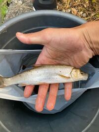 山奥の綺麗な川で釣れたんですけどこの魚なんの魚ですか ウグイです 生息 Yahoo 知恵袋