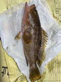 この魚は何ですか どういう食べ方が美味しいのかわかれば教えて頂けませんか Yahoo 知恵袋