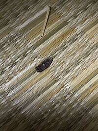 死んだふりをする動物を教えて下さい ムシ関係に多いのでは Yahoo 知恵袋