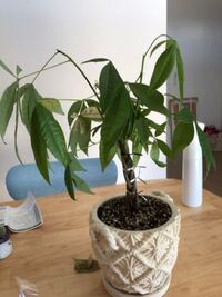 どなたか詳しい方教えてください 先月パキラを購入し 直射日光が当たら Yahoo 知恵袋