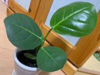 シーグレープ2鉢 2株 2株とも根っこ有り Bhinternalmedicine Com