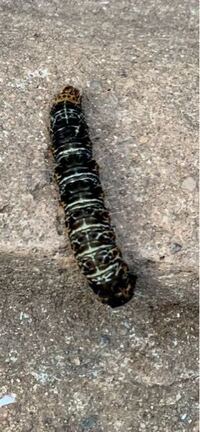 こはだ と このしろ お違いを教えて下さい 味はどうですか こは Yahoo 知恵袋