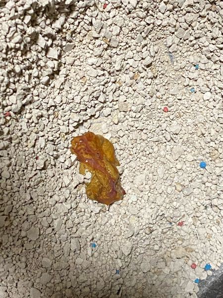 猫ちゃんのうんちなんですが - これは、血便でしょうか。 - Yahoo!知恵袋