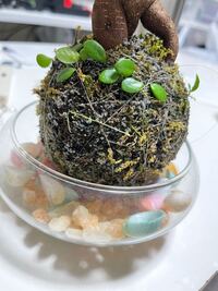 ガジュマルが植えてある苔玉を購入して カビみたいなのが生えてしまいましたこ Yahoo 知恵袋