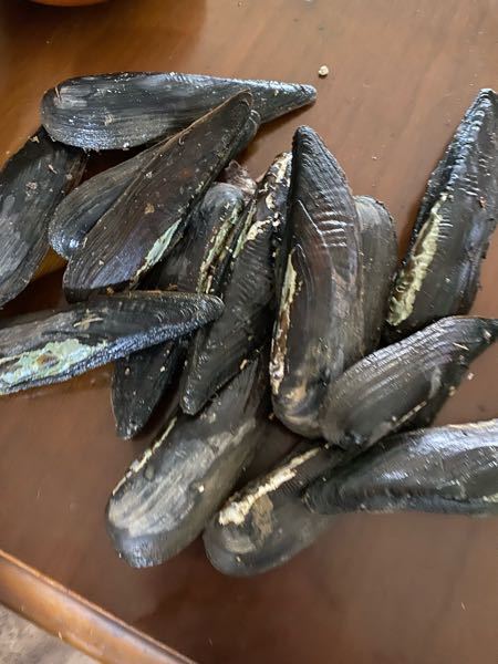 この貝の名前分かる方いますか この貝を自分が子どもの頃はカラス Yahoo 知恵袋