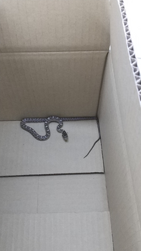 何蛇ですか 細くて センチくらいの 小さな蛇でした アオダイショウの Yahoo 知恵袋