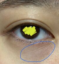 茶グマ 青グマ 色々なクマの種類がありますがこれは何グマでし Yahoo 知恵袋