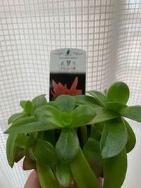 私は多肉植物をすぐ枯らしてしまうんですけど 昨日 子供にせがまれてホ Yahoo 知恵袋