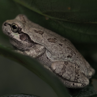 柿の木の葉っぱに乗っているのを写真に撮りました 自宅です この変な色の蛙は何ガ Yahoo 知恵袋