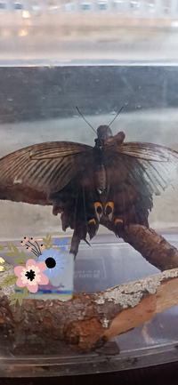 これは蛾ですか 蝶ですか 名前知っている方いれば教えて欲しいです Yahoo 知恵袋