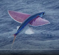 魚にお詳しい方へお伺いをいたします 画像はトビウオでございます 地 Yahoo 知恵袋
