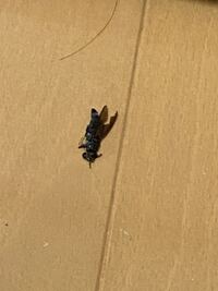 虫注意 この虫の死骸が家の中に落ちてました これはなんの虫です Yahoo 知恵袋